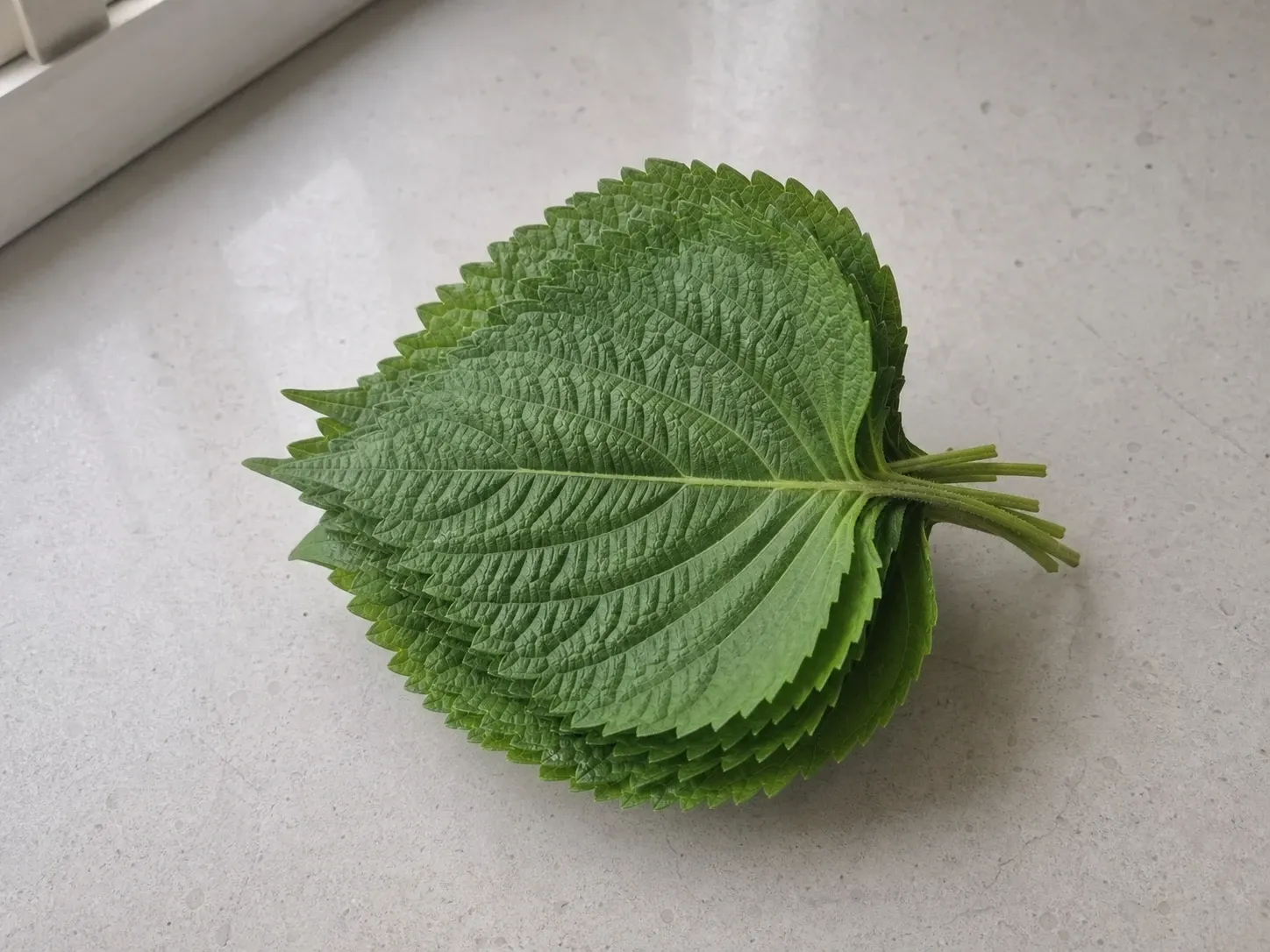 좋은 깻잎 예시 (확대)