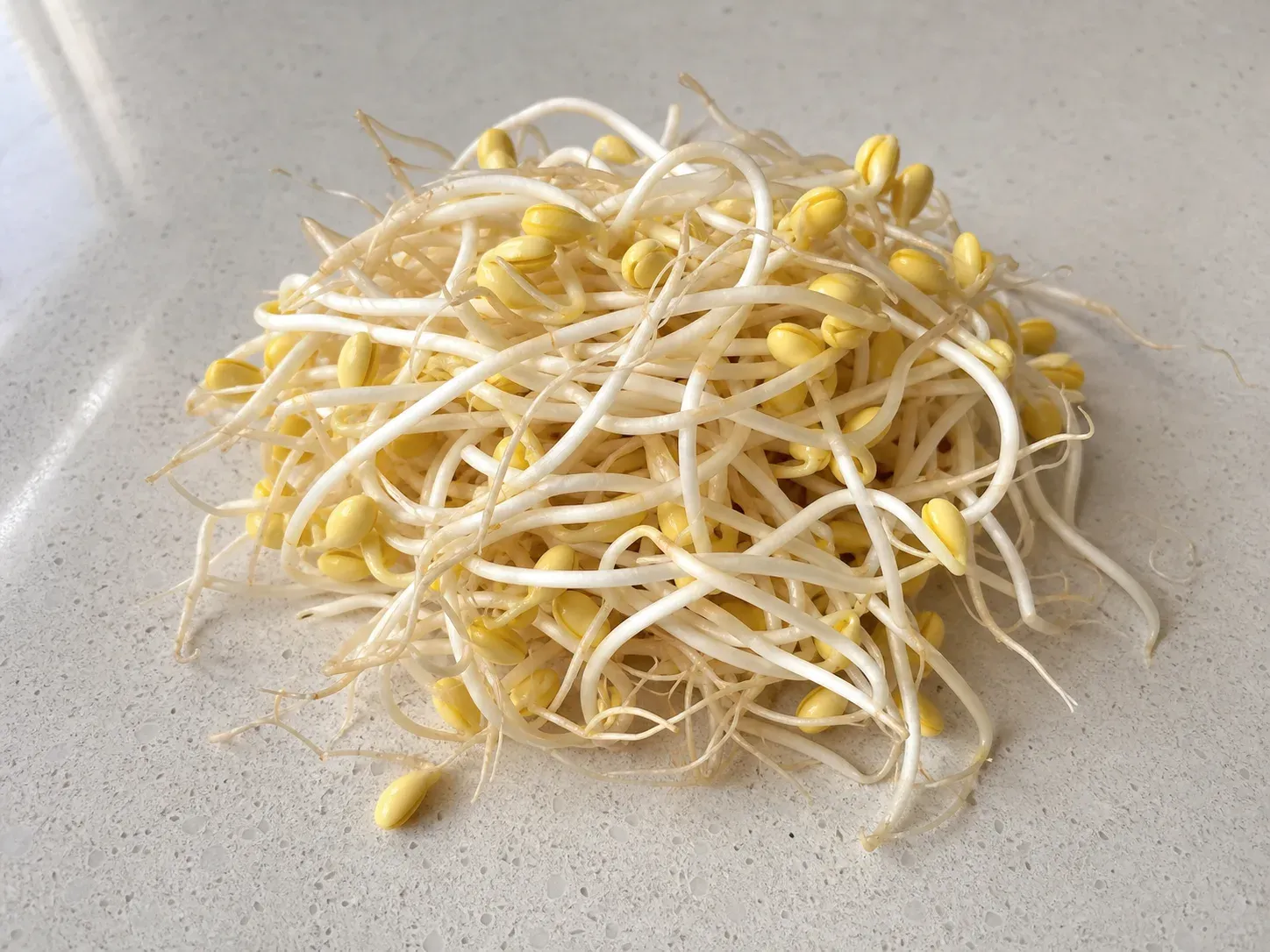 좋은 콩나물 예시 (확대)