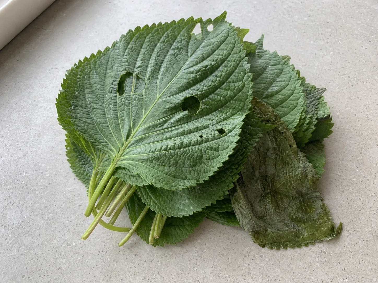 시들거나 벌레 먹은 잎이 섞였는지 보기