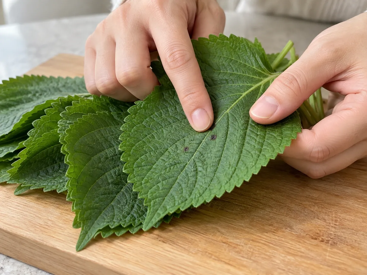 깻잎 검은 반점 생긴 깻잎 — 먹어도 되나 1단계