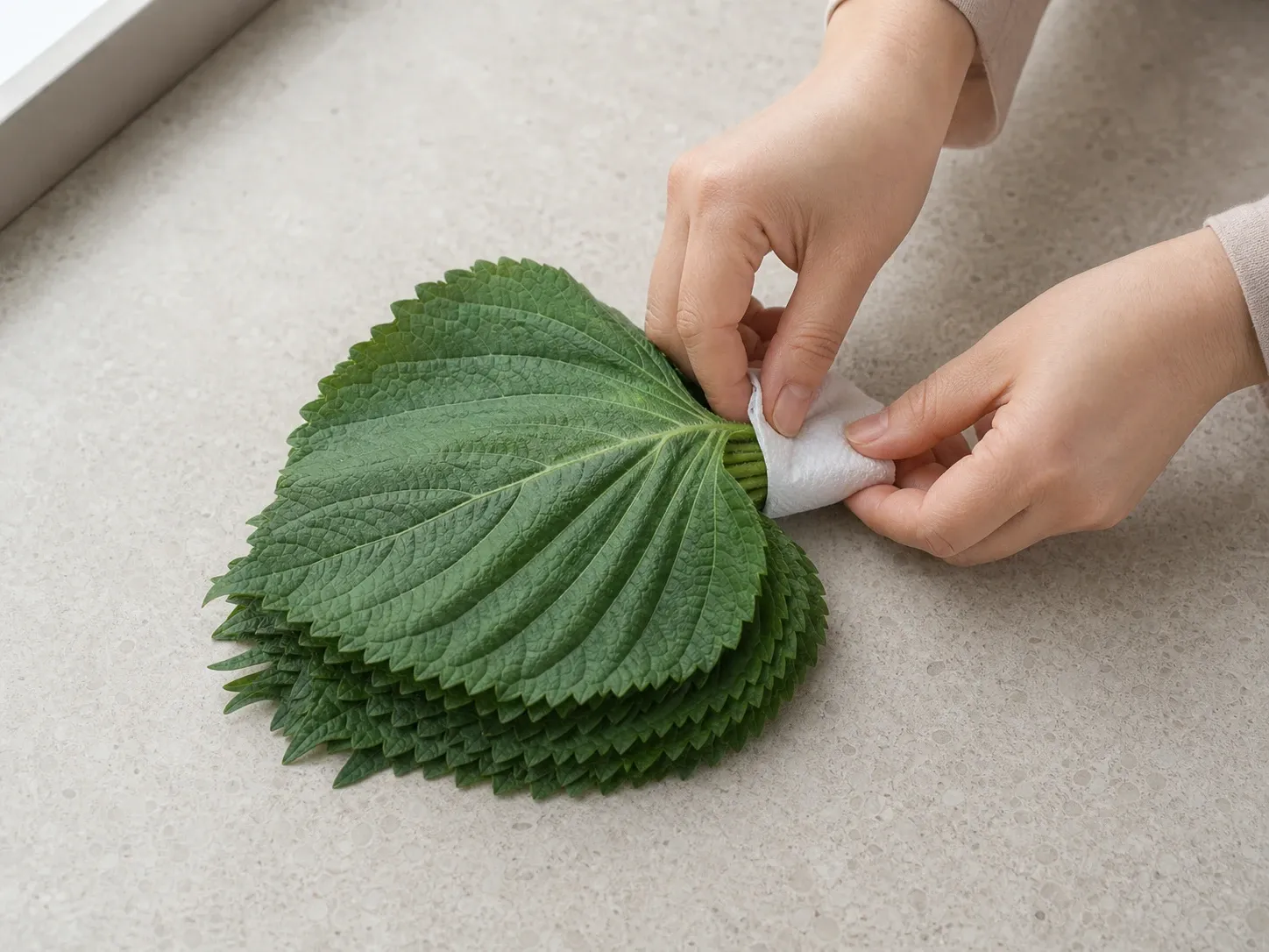 깻잎 잎자루를 젖은 종이로 감싸 문 쪽에 보관 1단계