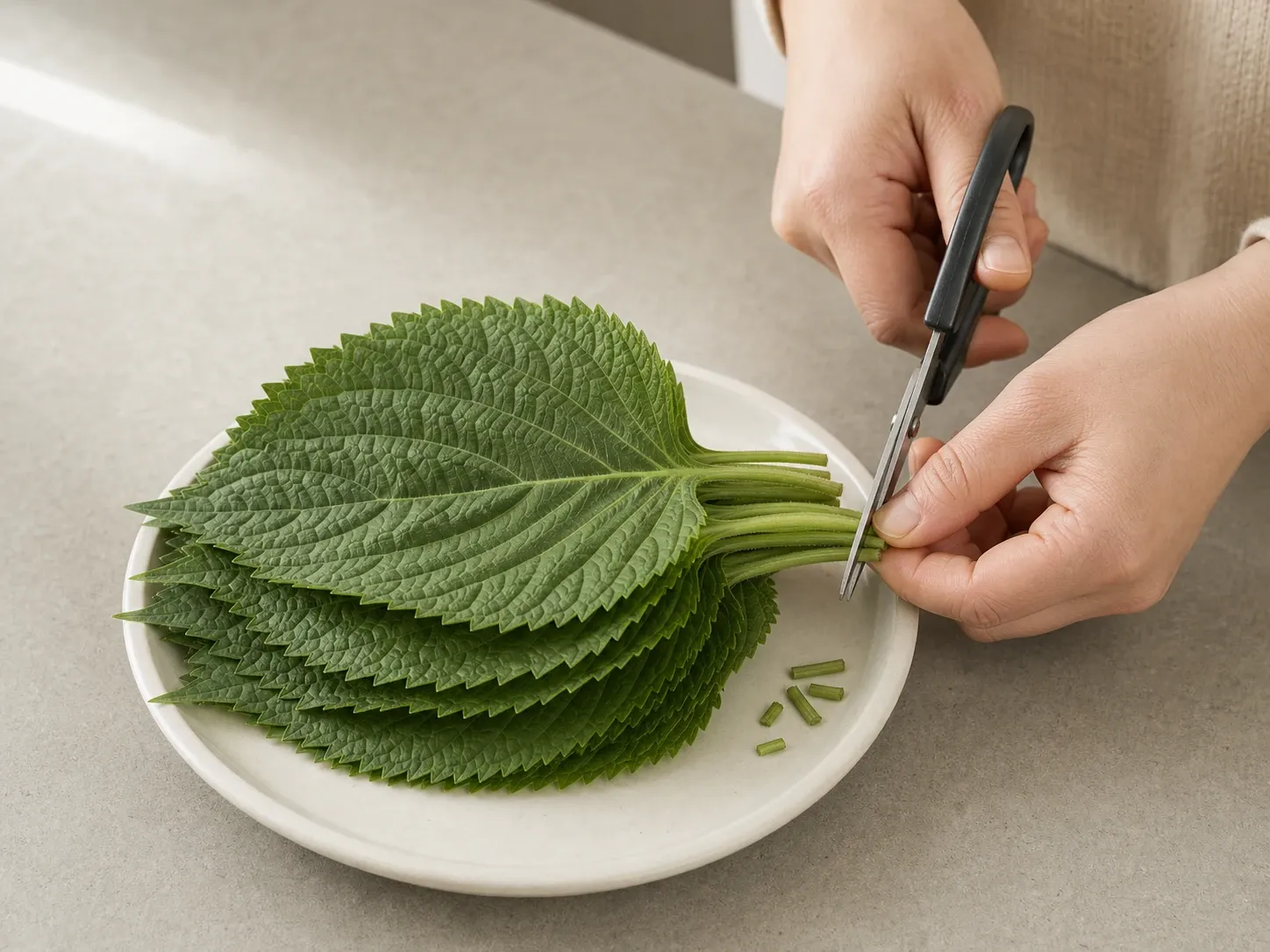 깻잎 시들었을 때 되살리기 1단계 (확대)