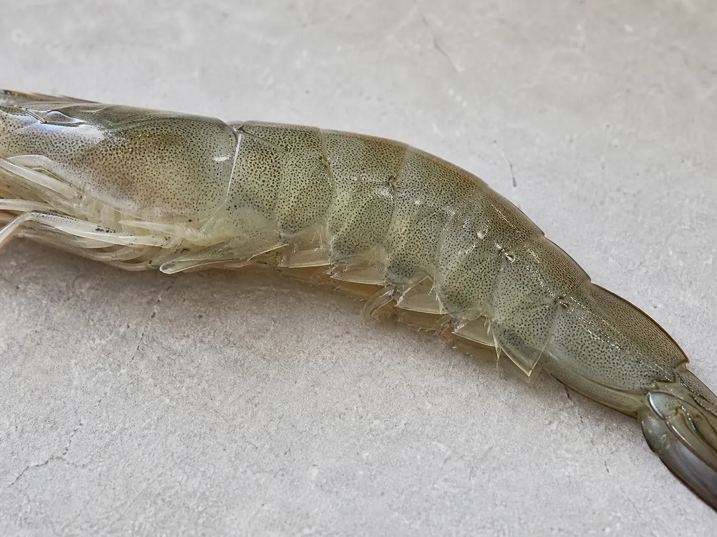 살이 맑고 반투명한지 확인