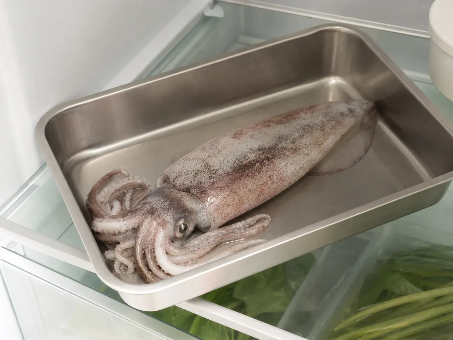 오징어 손질 전 통오징어 냉장 (아주 단기)