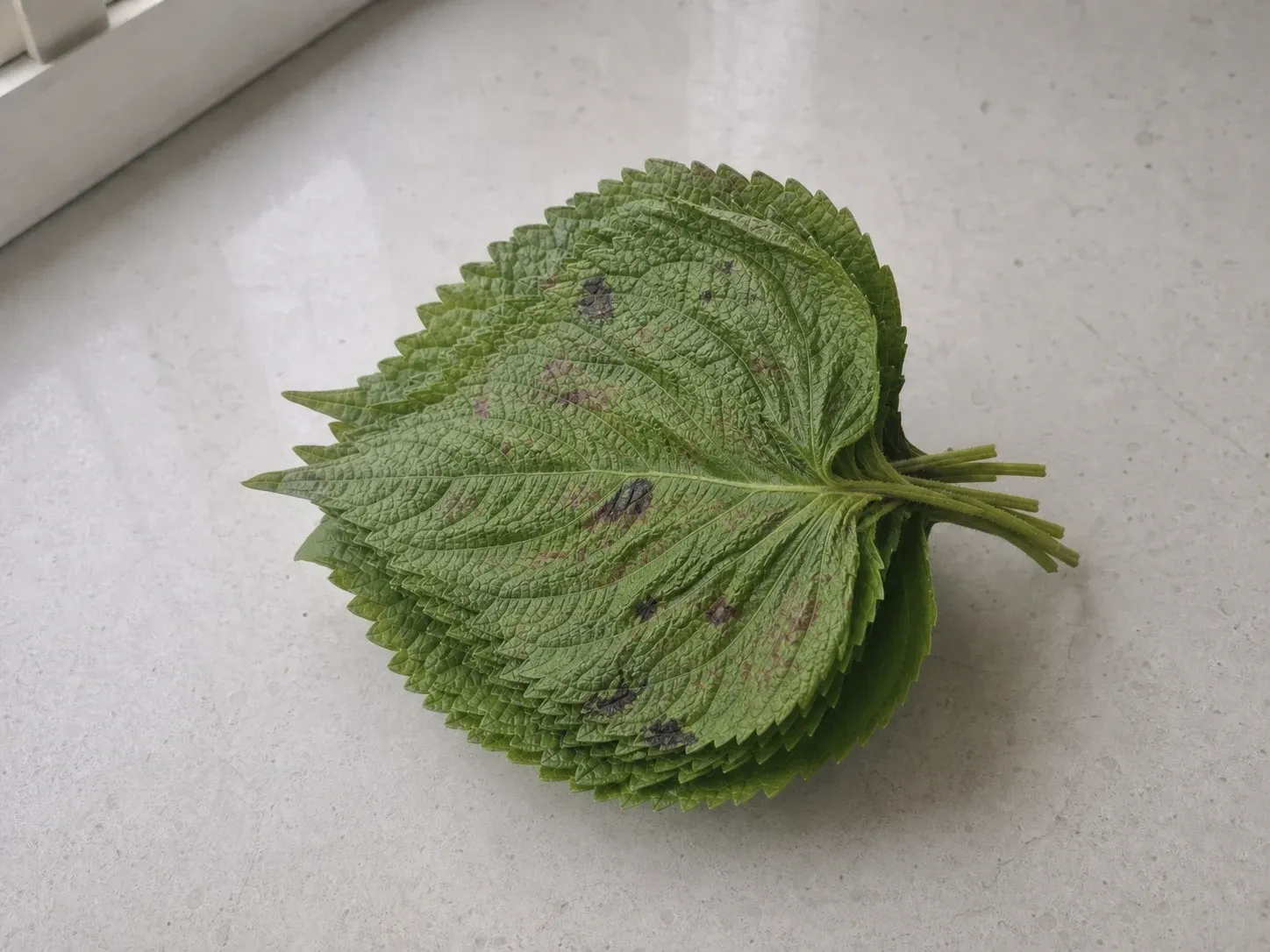 피해야 할 깻잎 예시 (확대)